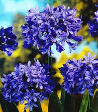 AGAPANTHUS Blue
