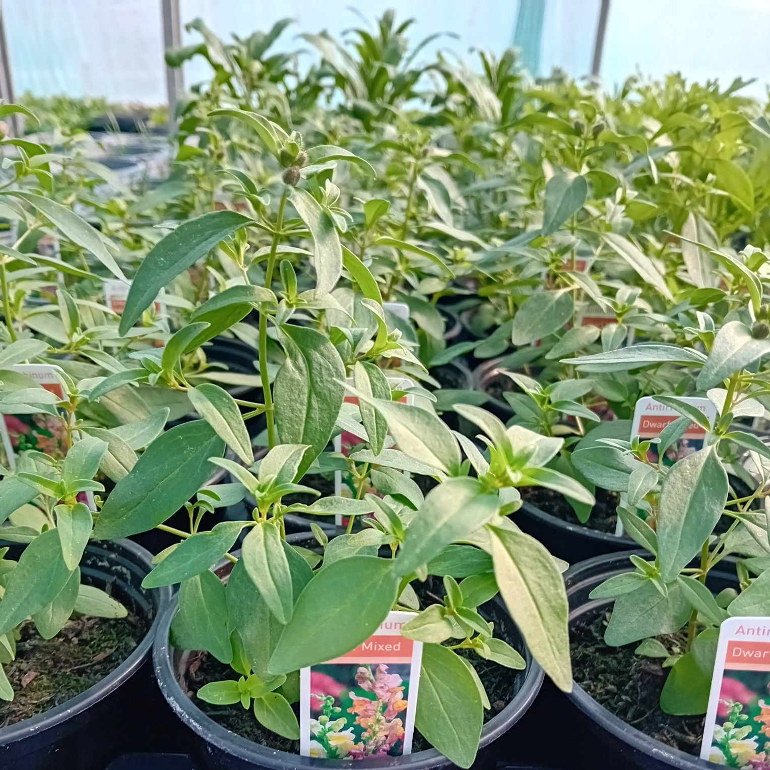 ANTIRRHINUM F1 Floral Showers Bi-colour