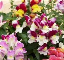 ANTIRRHINUM F1 Floral Showers Bi-colour