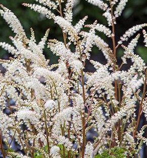 ARUNCUS Noble Spirits