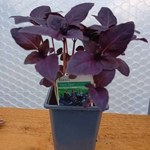 BASIL Dark Opal