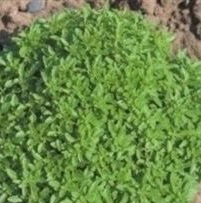 BASIL Greek