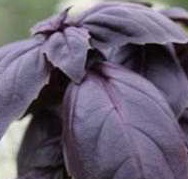 BASIL Red