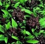 BASIL Siam Queen