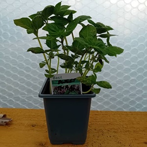 BASIL Sweet Thai