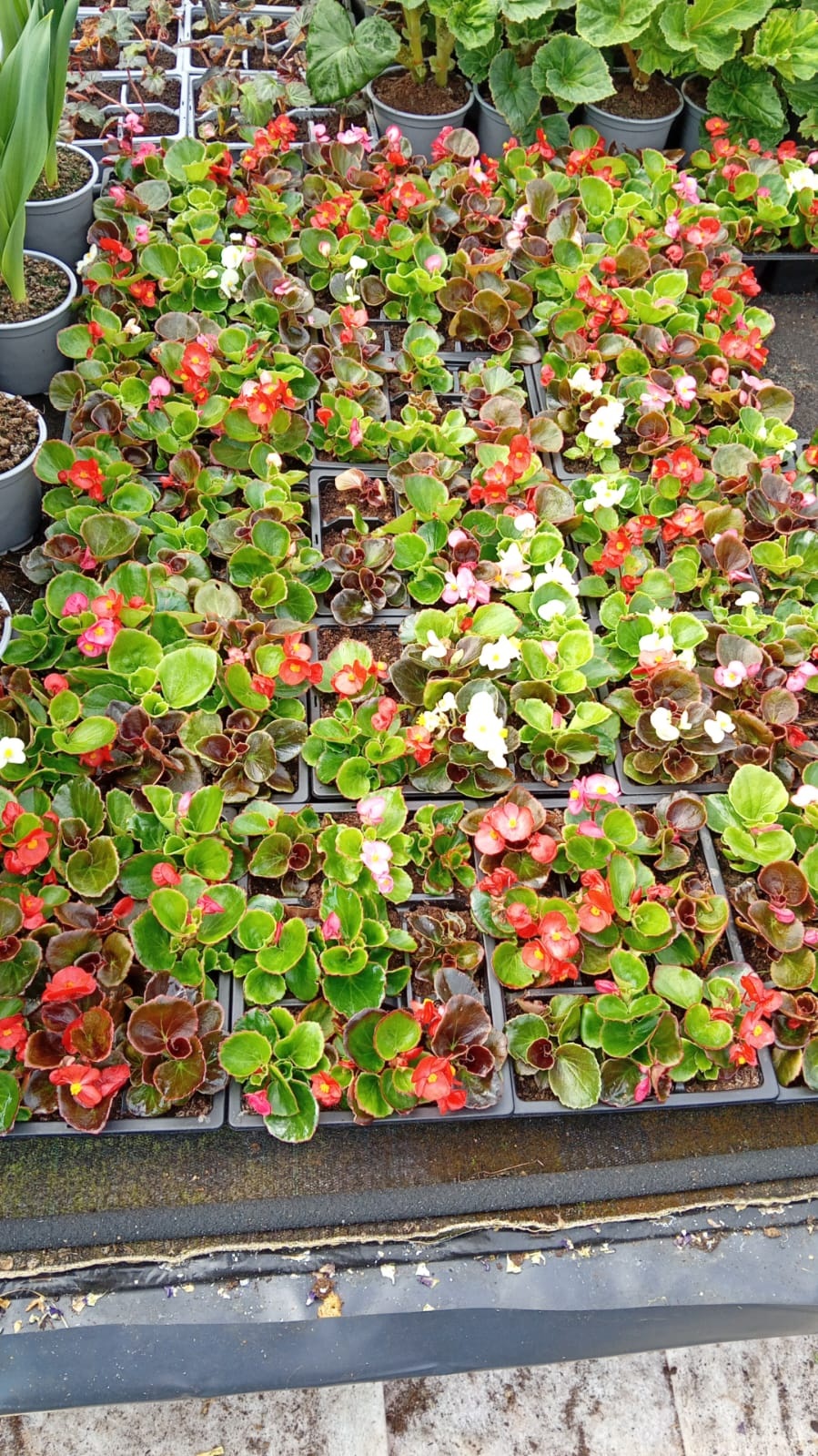 BEGONIA Devils Delight Mixed