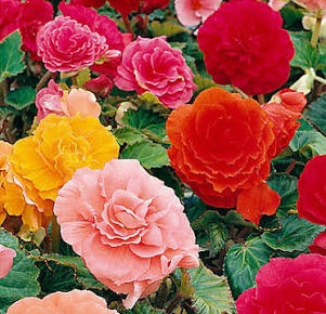BEGONIA Large Flowered Upright