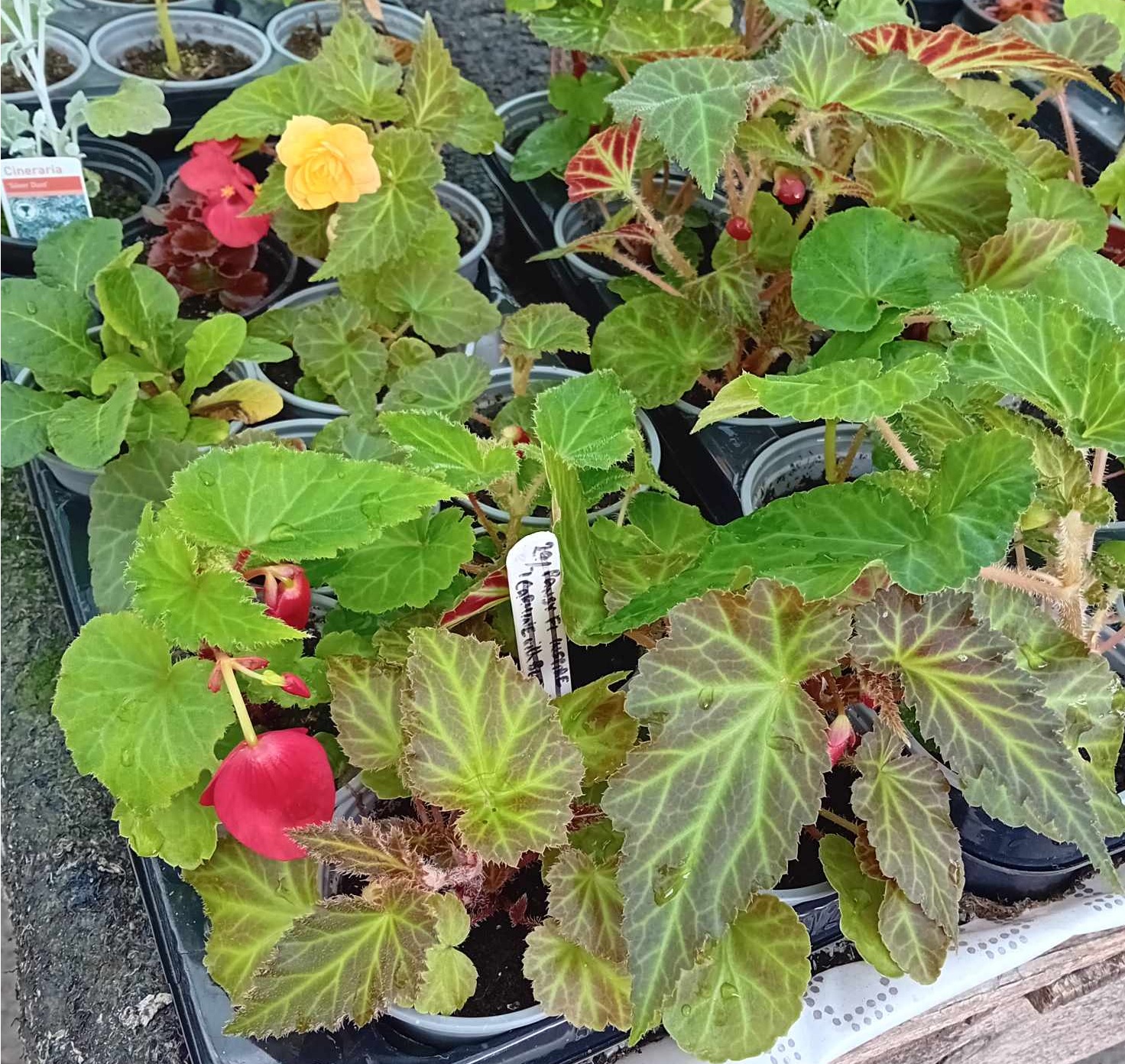 BEGONIA Large Flowered Upright
