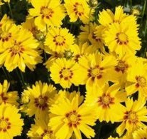 COREOPSIS Sterntaler