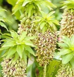 EUCOMIS Bicolour