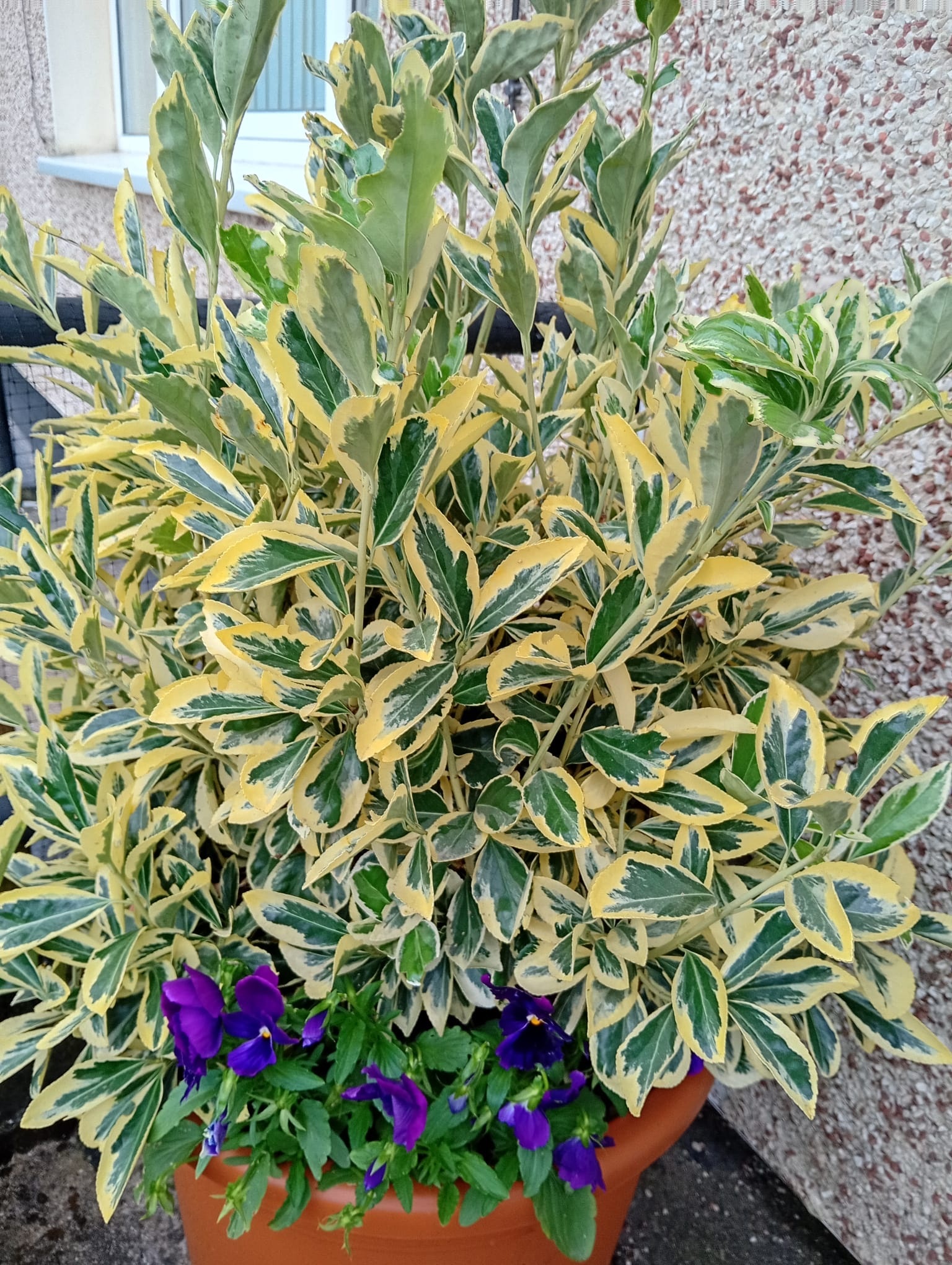 EUONYMUS Emerald And Gold