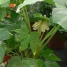 FATSIA Japonica FATSIA Japonica