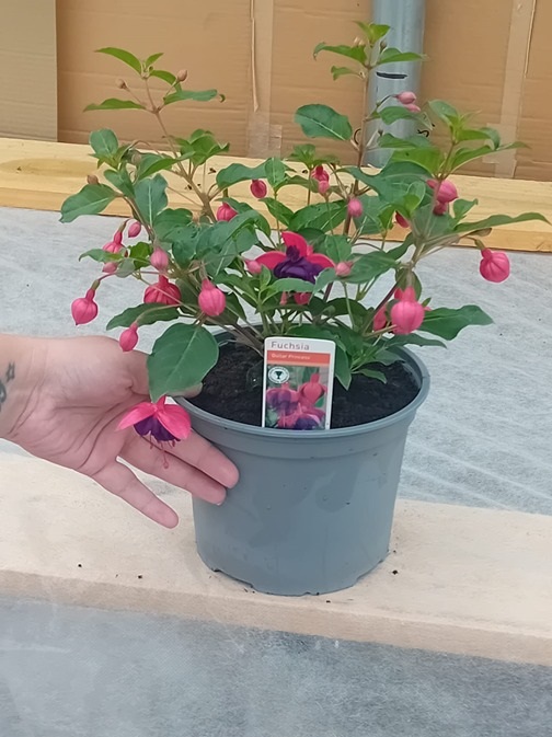 FUCHSIA Peachy