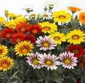 GAZANIA F1 Frosty Kiss