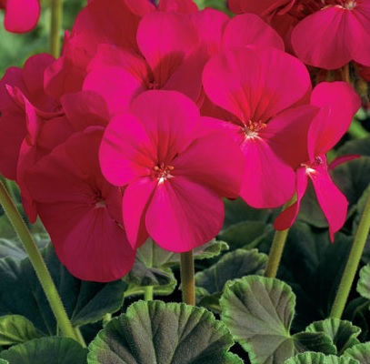GERANIUM F1 Bulls Eye Cherry