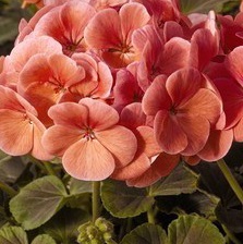 GERANIUM F1 Bulls Eye Salmon