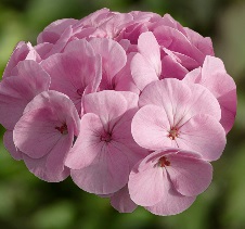 GERANIUM F1 Bulls Eye Light Pink