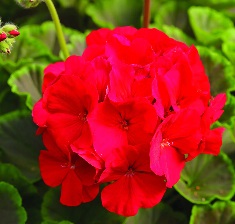 GERANIUM F1 Bulls Eye Red