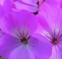 GERANIUM F1 Horizon Lavender
