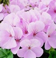 GERANIUM F1 Maverick Appleblossom