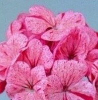 GERANIUM F1 Raspberry Ripple