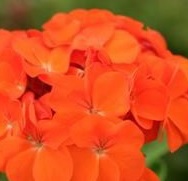 GERANIUM F2 Spirit Orange