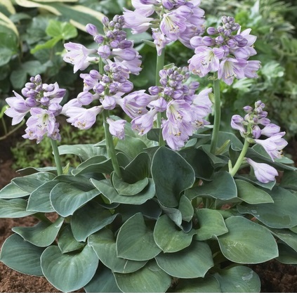 HOSTA Blue Mouse Ears