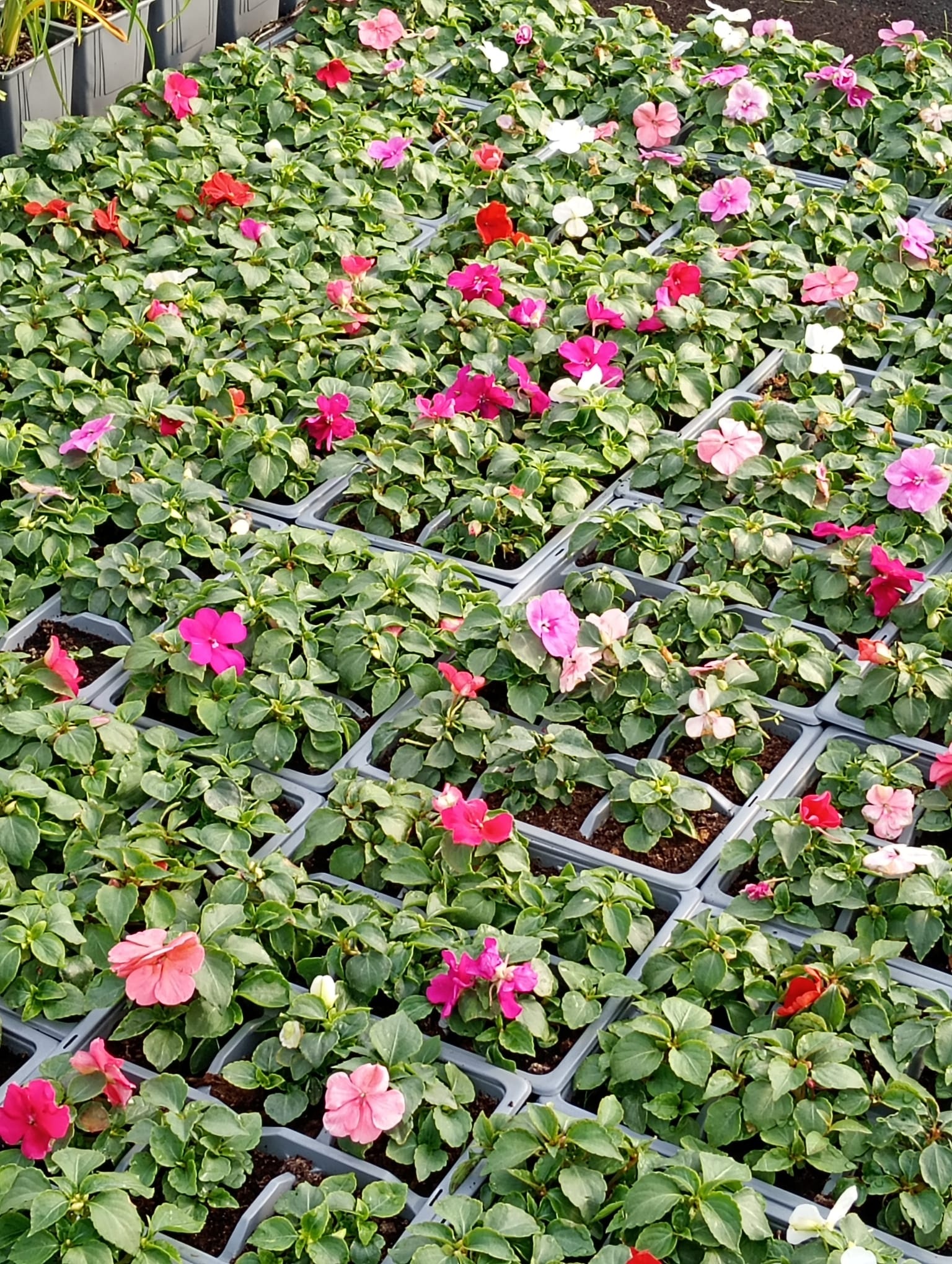 IMPATIENS Mixed