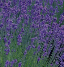 LAVENDER Munstead