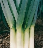 LEEK Porbella LEEK Porbella