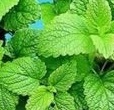 BALM Lemon Balm