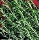 HERB Rosemary