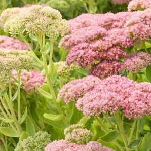 SEDUM Autumn Joy