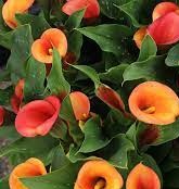 ZANTEDESCHIA Sunset Passion
